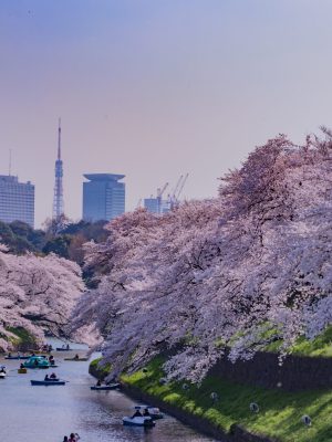 cherry-blossoms-at-tokyo-chidorigafuchi-2025-10-30-21-18-56-utc